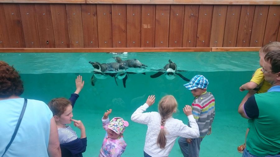 Дети у бассейна с пингвинами